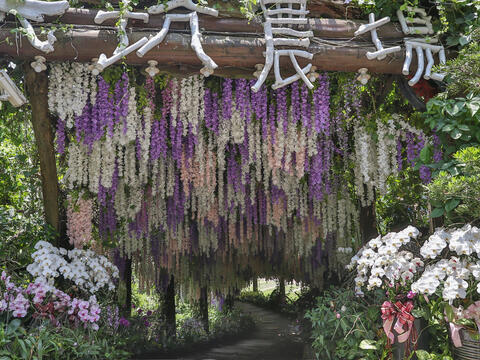 Wisteria Flower Tunnel is a must-see spot