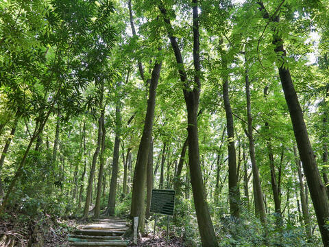 The forest trail has a beautiful environment for hiking in the morning and afternoon