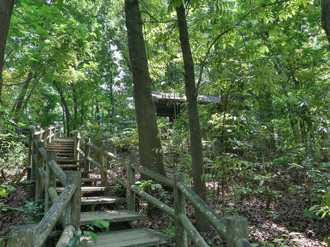 SINHUA Forest Area NCHU Trail