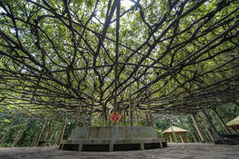 川文山の樹齢100年のガジュマルの木