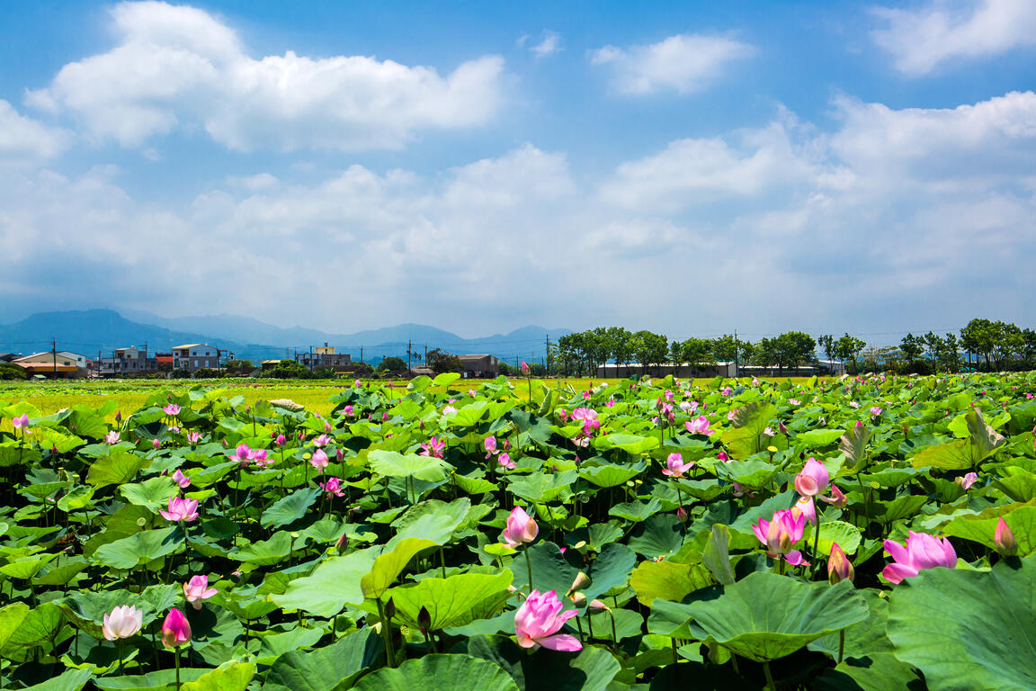 夏日蓮花與翠綠木棉花道