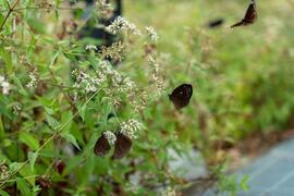 We planted Kusukusu Eupatorium in the past to attract purple crow butterflies to forage