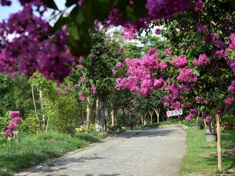 Nanyuan Leisure Farm has flowers to watch in all seasons