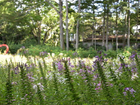 Cleome flower grown in Nanyuan Leisure Farm