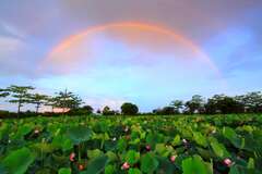 Baihe Lotus and rainbow