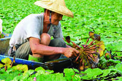 長在水面下的菱角需要農夫彎下腰來採