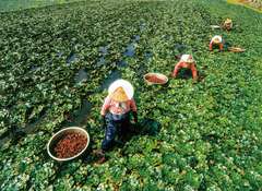 Harvest Trapa natans(Water caltrop)