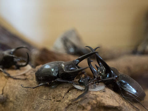 獨角仙農場昆蟲館內有多種類甲蟲