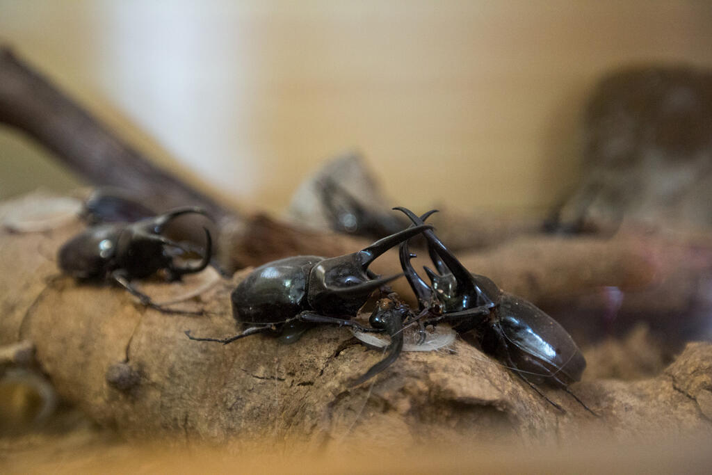 獨角仙農場昆蟲館內有多種類甲蟲