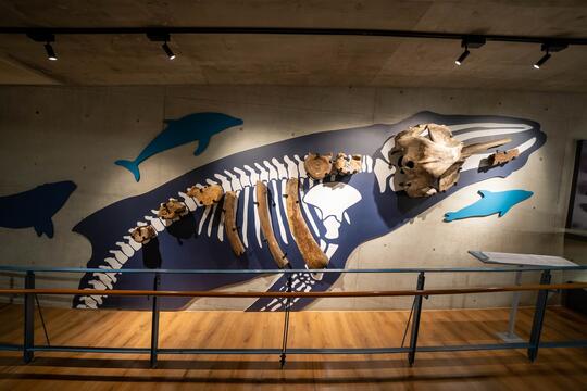 壁に展示する海の中の巨獣．コククジラの化石