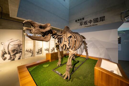 菜寮溪の流域に出土した台湾の宝．早坂中国犀の化石