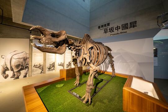 Taiwanese treasure - Hayasaka Rhinos fossil unearthed in the Tsai Liao River