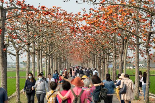 2021白河木棉花花況