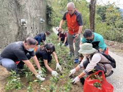 大家分工合作一起種植高士弗澤蘭