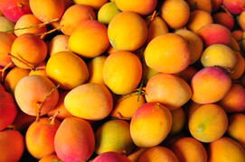 芒果季就是要到玉井吃最甜美新鮮的芒果