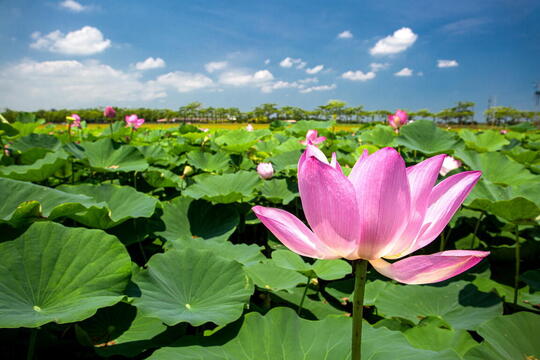 Baihe Lotus Festival