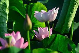 盛開的蓮花(照片來源：白河區公所)