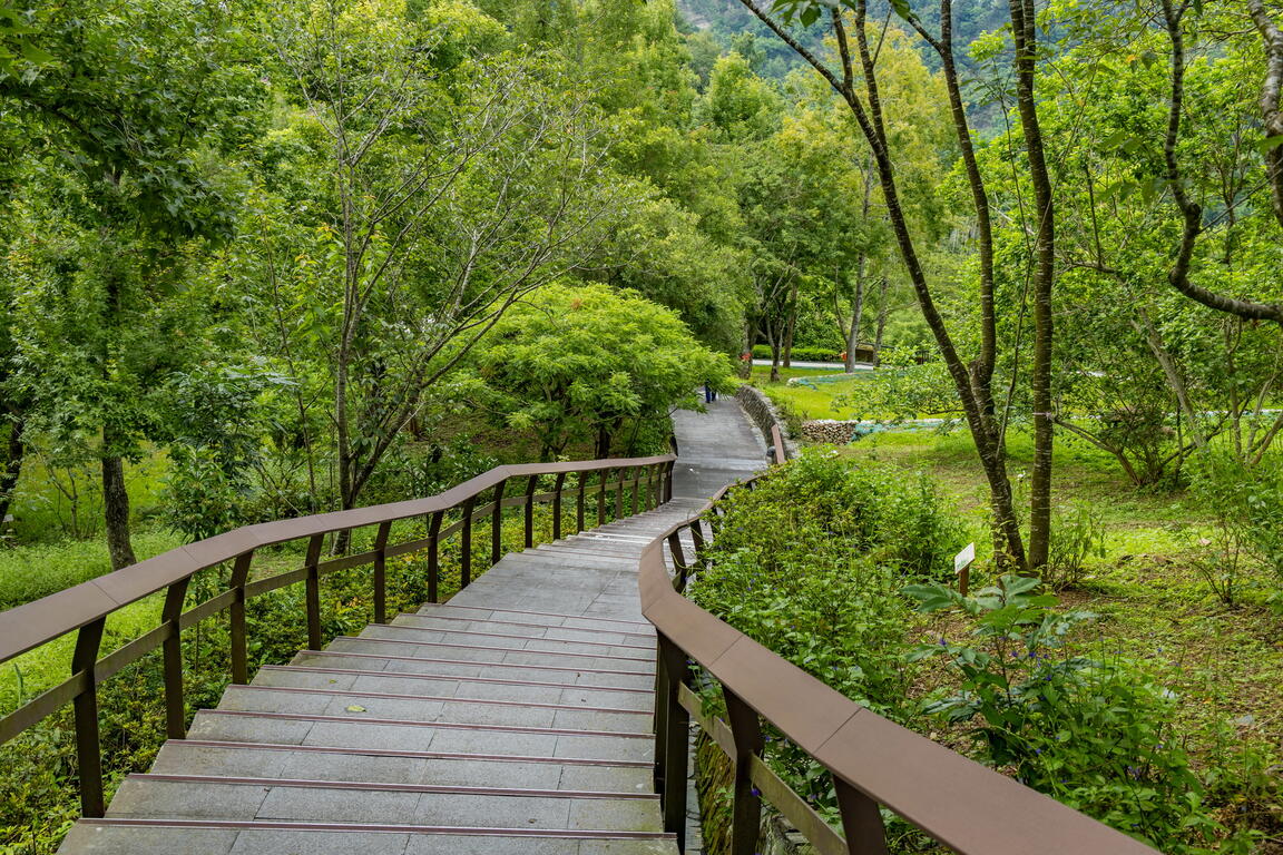 圍繞在自然中的木棧道