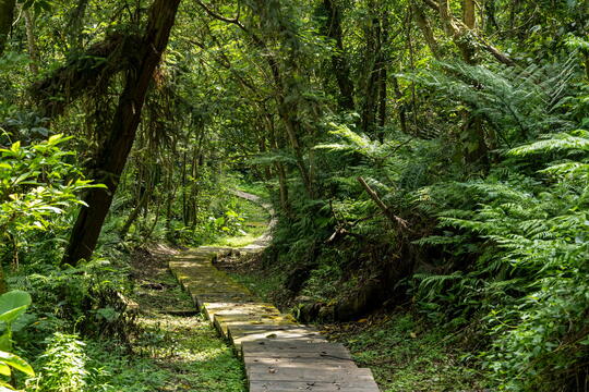 山林中的木棧道