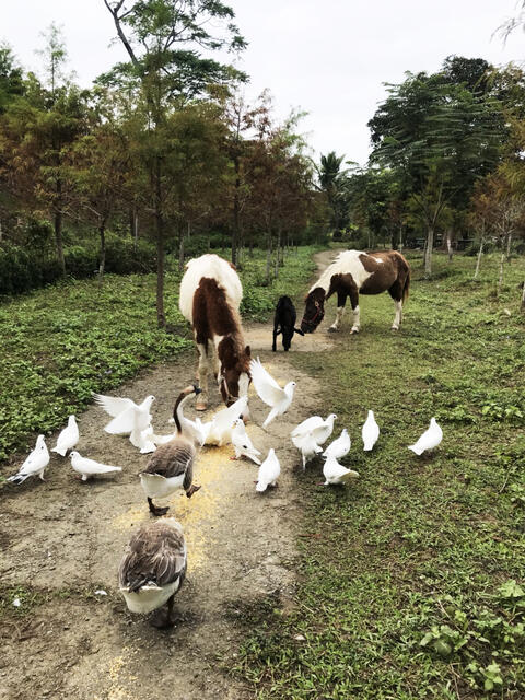 園區可愛動物