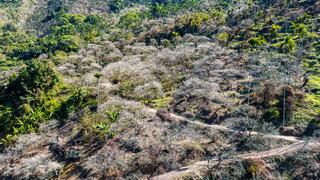 The plum blossom season of Meiling