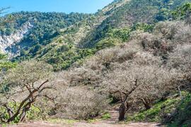 The plum blossom season of Meiling