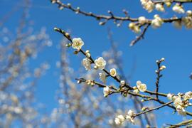The plum blossom season of Meiling