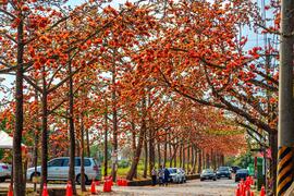 The Kapok blooming season of the Linchu Reservoir in Baihe