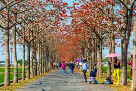 The Kapok blooming season of the Linchu Reservoir in Baihe