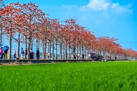 The Kapok blooming season of the Linchu Reservoir in Baihe