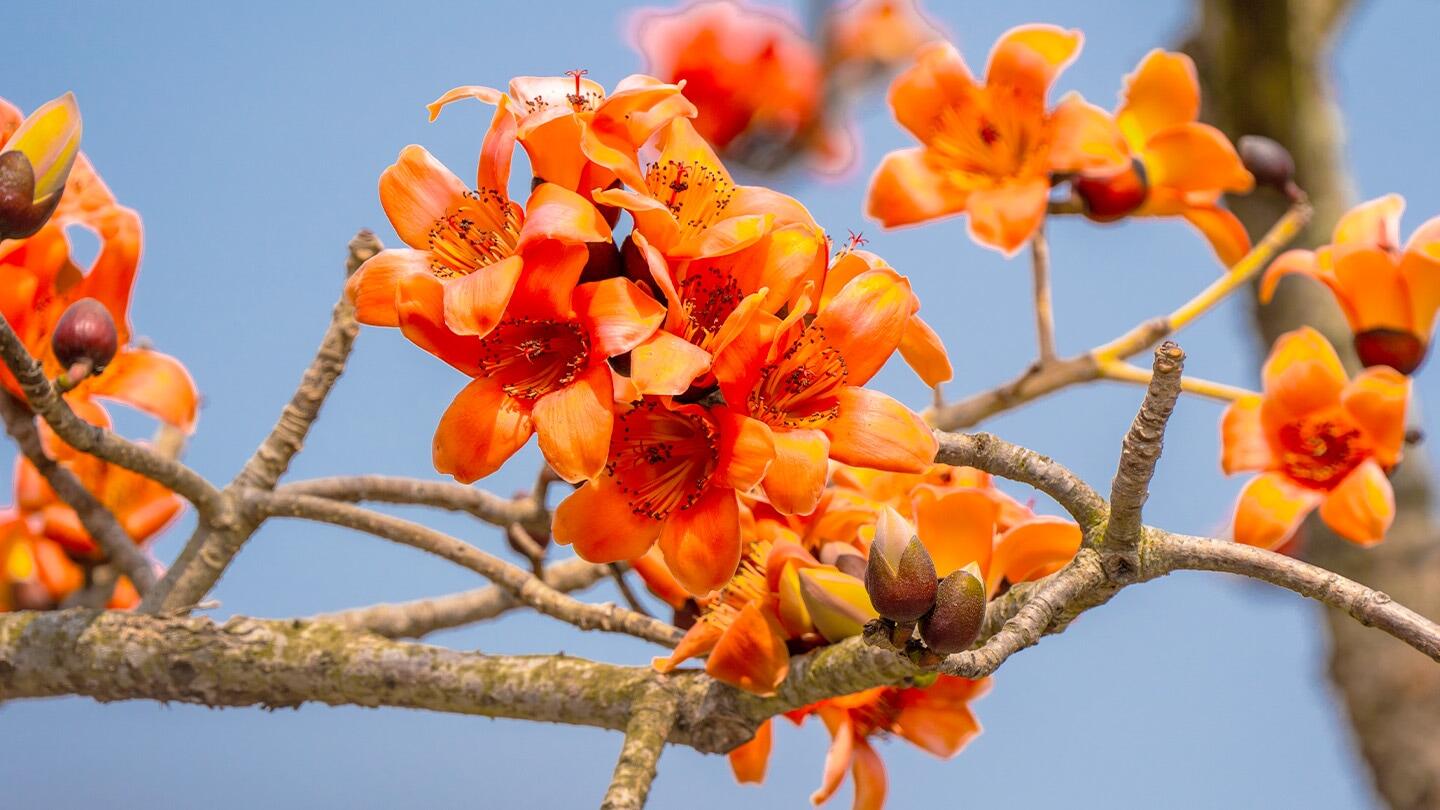 四季賞花情報| 西拉雅國家風景區管理處 