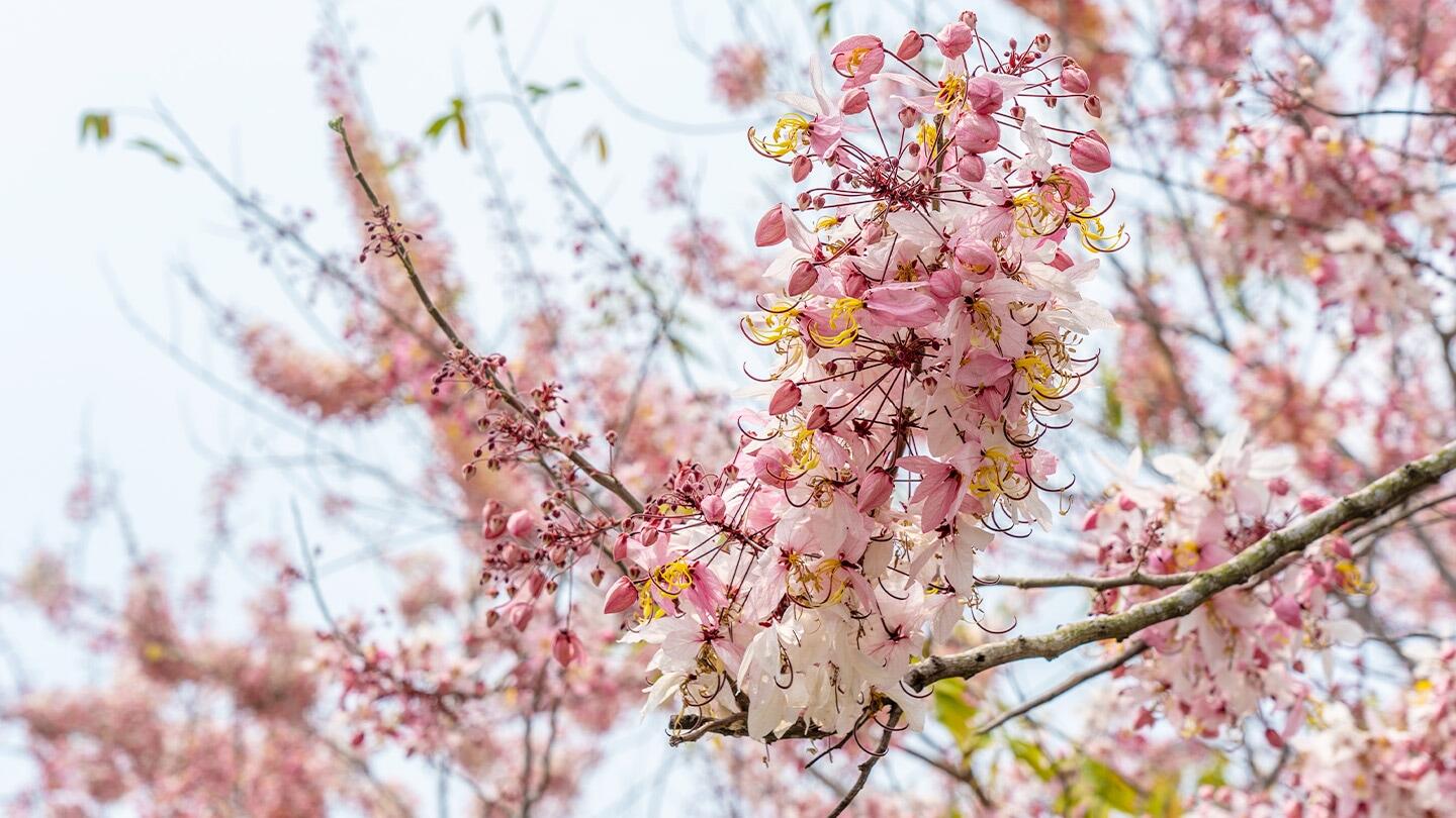 四季賞花情報| 西拉雅國家風景區管理處 