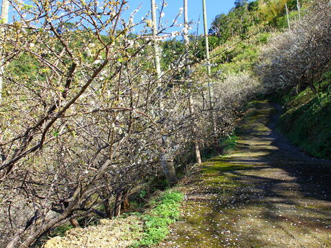 A layer of white carpet will be laid on the Meiling trail in the plum blossom season