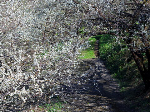 Plum blossoms dye the whole mountain white