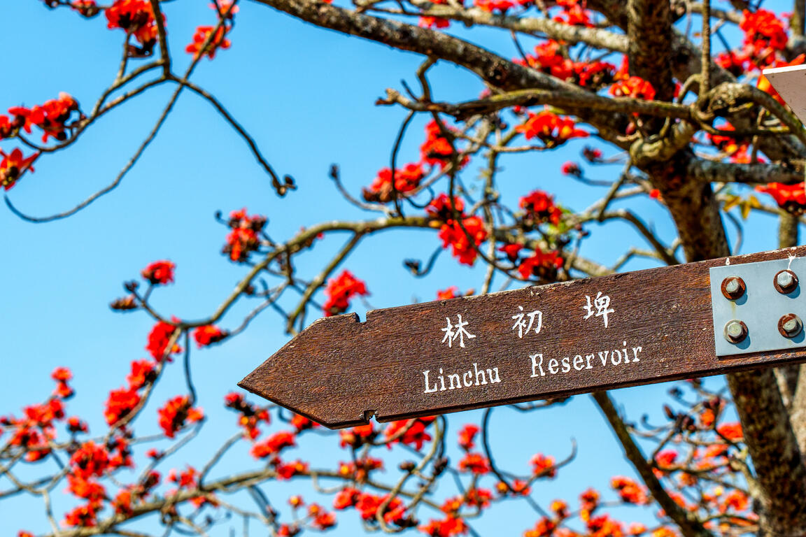 林初埤キワタの花道