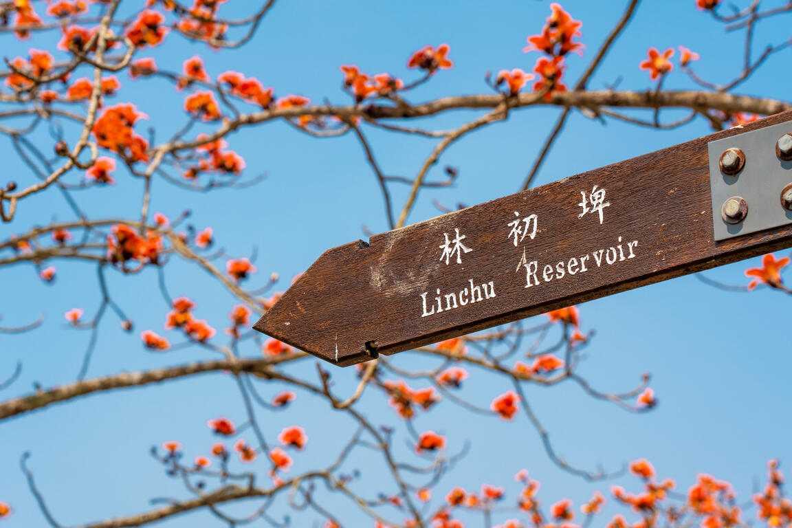 Linchupi Kapok Road in Baihe District