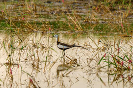 Pheasant-tailed Jacanas