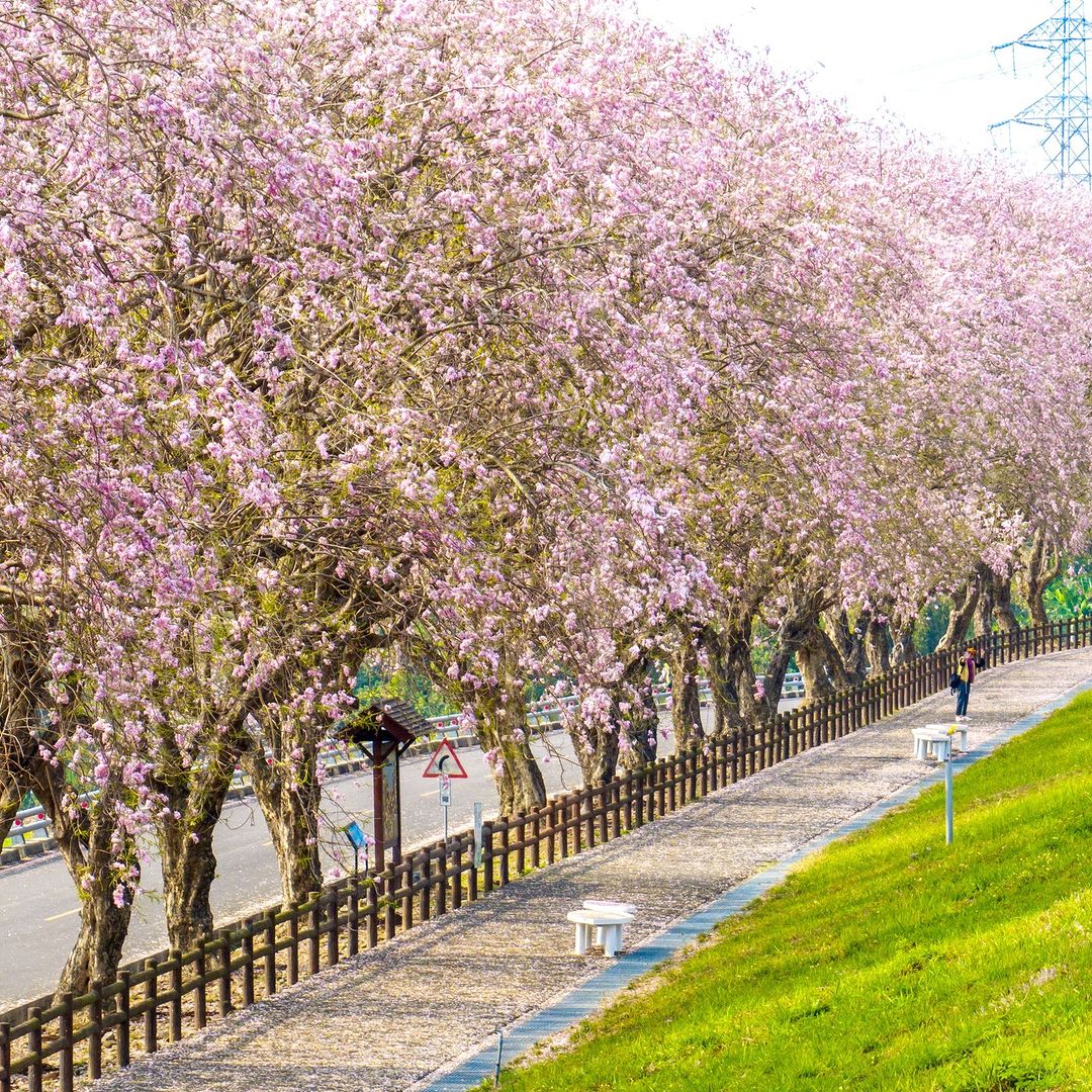 烏山頭水庫香榭大道 #南洋櫻 盛開啦