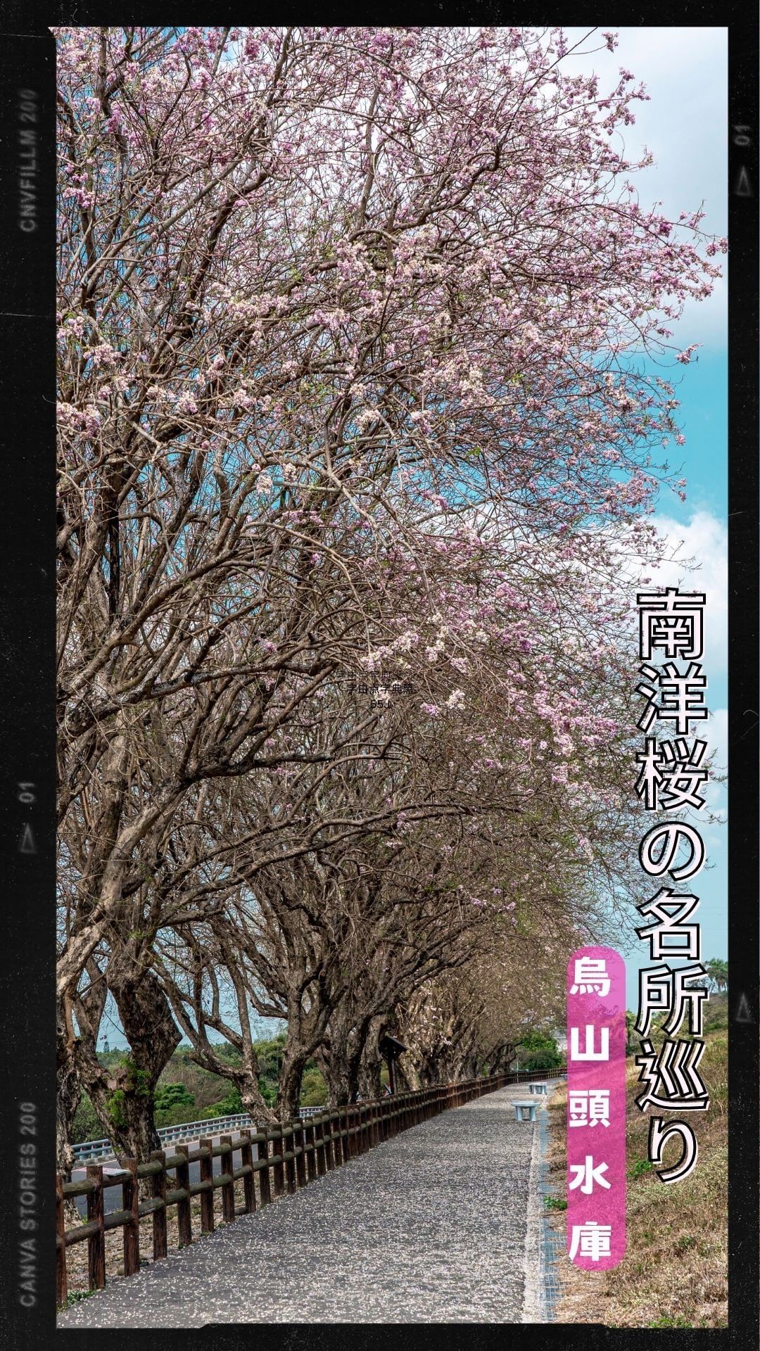 烏山頭水庫的南洋櫻精彩照片分享