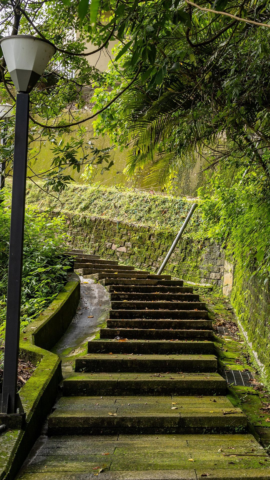 每年夏季關子嶺的紅葉公園