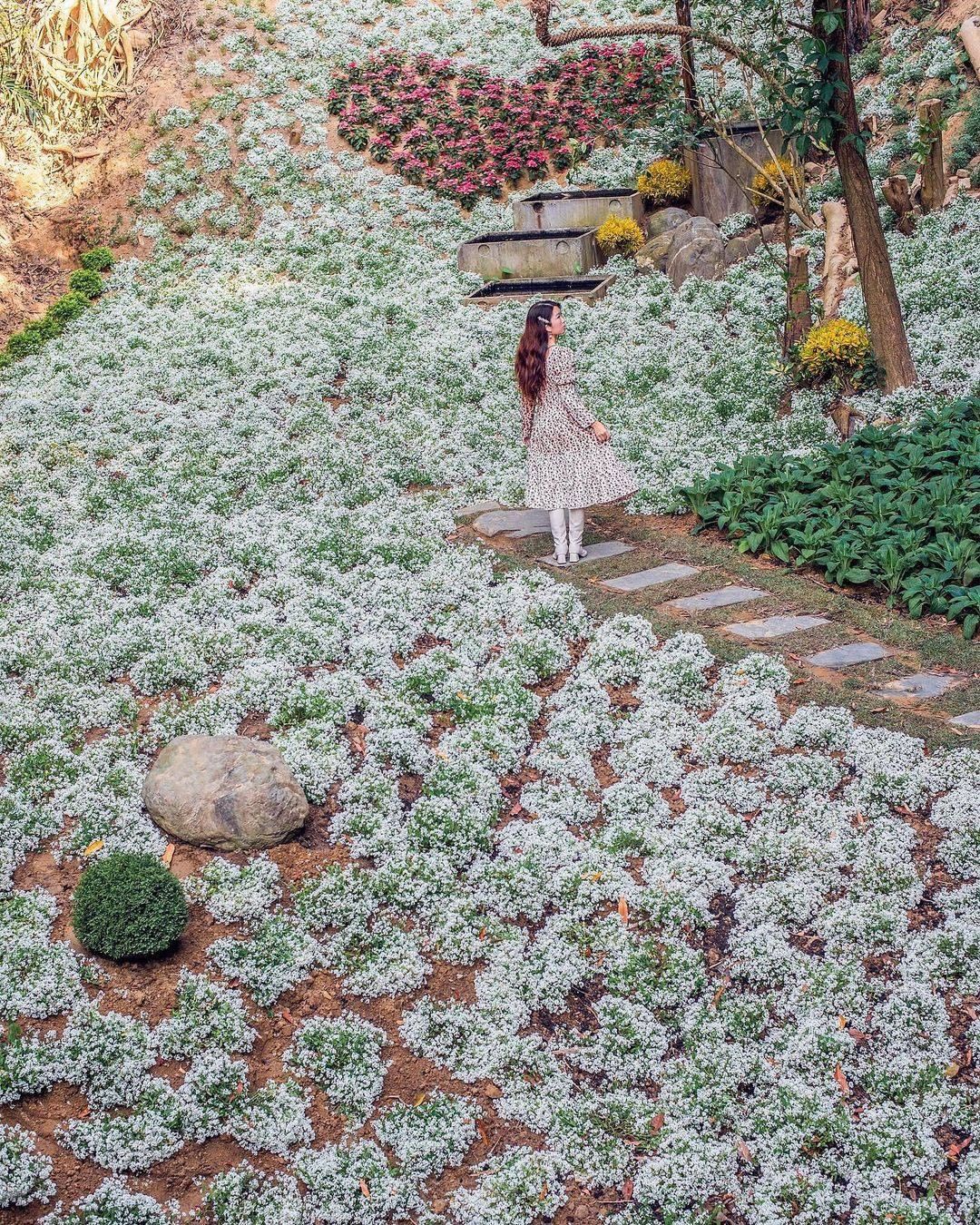 潔白的白雪公主花海綻放一地