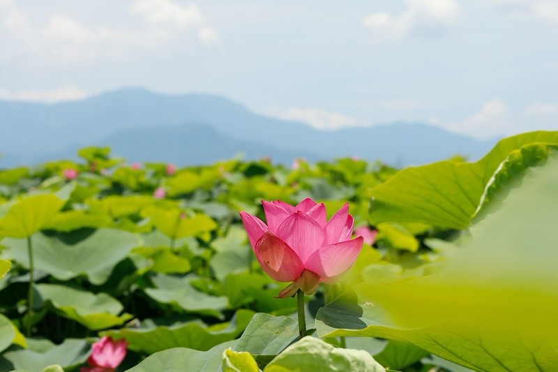蓮花季悄悄來到最美時刻🩷