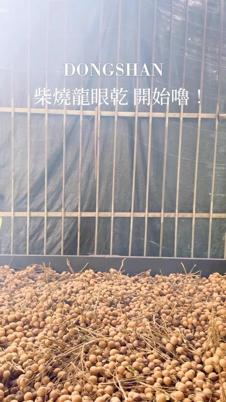 東山盛產龍眼，農民堅持以傳統土窯柴燒