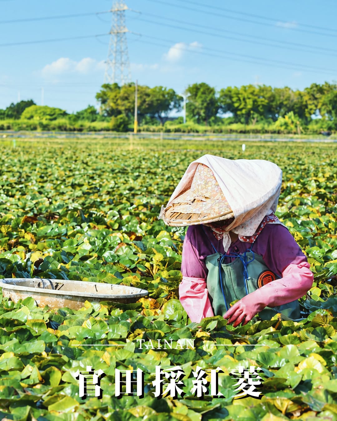 「我們倆划著船兒～採紅菱呀～採紅菱～」