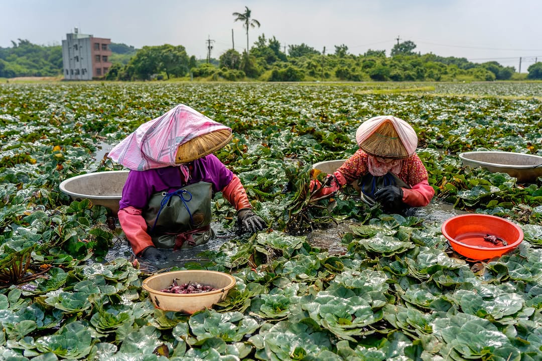官田菱角採收中