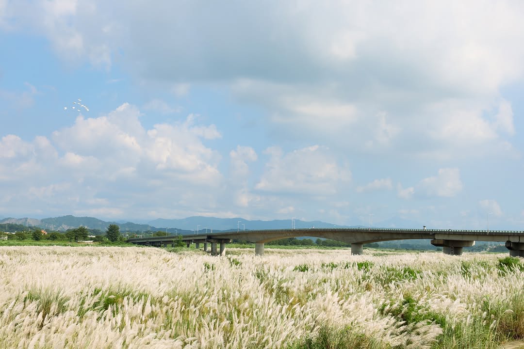 【中秋連假！再來些盛開中甜根子草 】