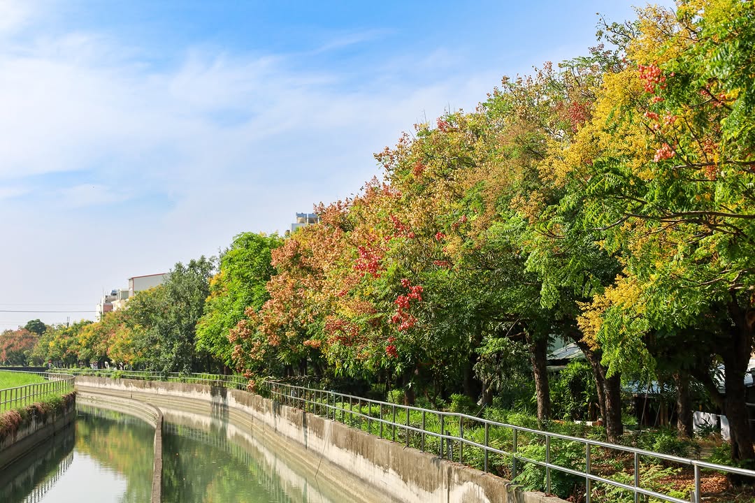 【小編搶先報｜台灣欒樹花況】 