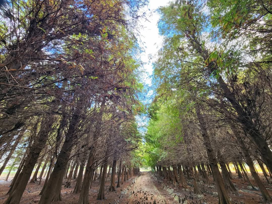 落羽松變色預備起！ 