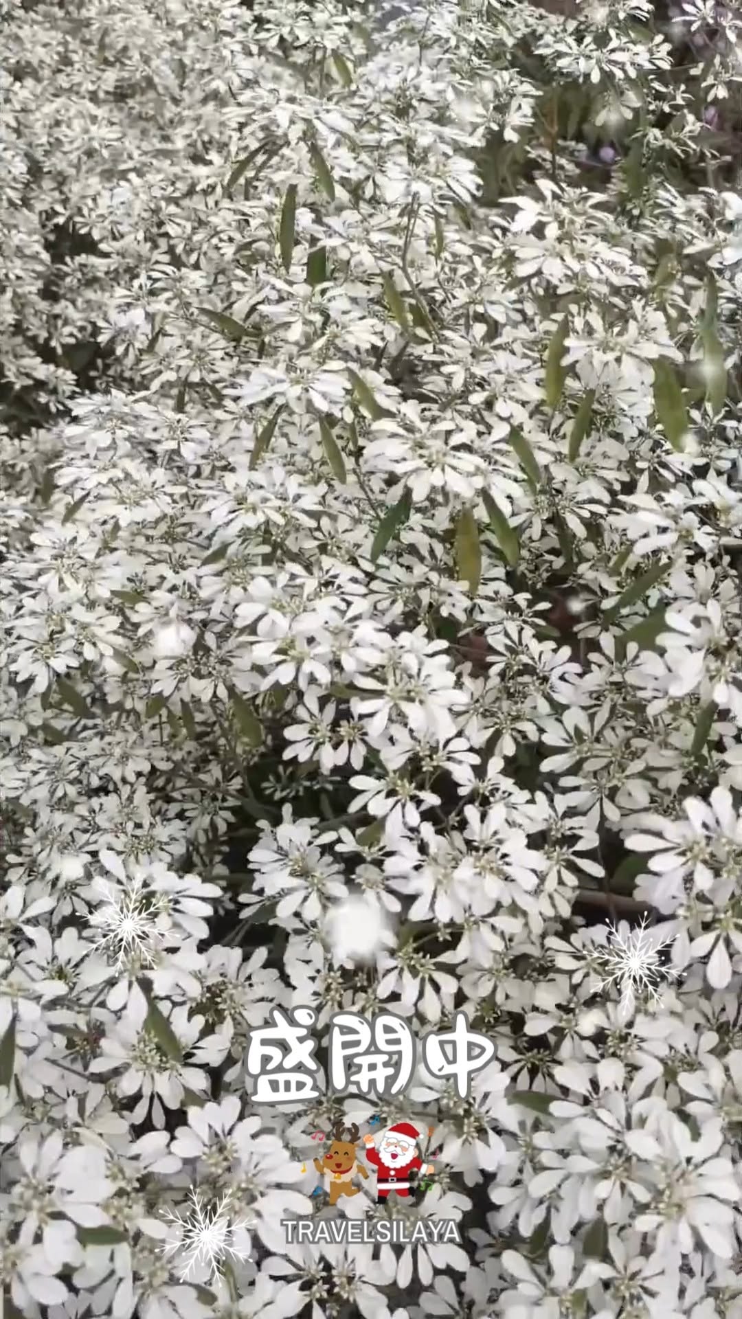  聖誕節讓白雪木象徵的純潔、和平。