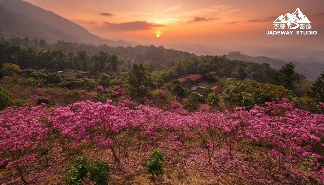  梅峰古道花況 #紅花風鈴木 盛開中